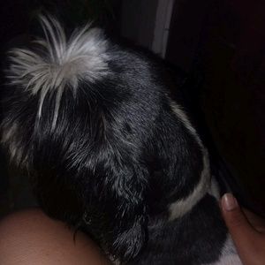 Meet your Posher, Marilyn